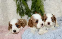 Cavapoo Male #1, a male Cavapoo for sale in Orlando, FL – 2 of 3