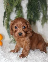 F1B Cavapoo Male #1, a male Cavapoo for sale in Orlando, FL – 3 of 5
