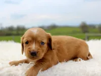 Long Hair Mini Male, a male Miniature Dachshund for sale in Orlando, FL – Photo 2 of 5