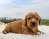 Long Hair Mini Male, a male Miniature Dachshund for sale in Orlando, FL – Photo 4 of 5