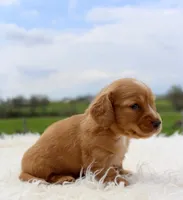 Long Hair Mini Male, a male Miniature Dachshund for sale in Orlando, FL – Photo 5 of 5