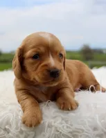 Long Hair Mini Male, a male Miniature Dachshund for sale in Orlando, FL – Photo 3 of 5