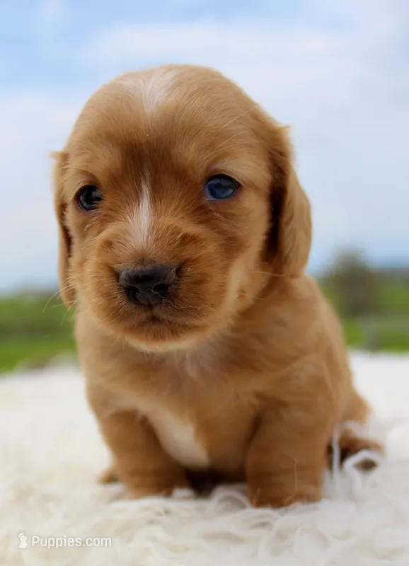 Long Hair Mini Male – Miniature Dachshund puppy for sale in Orlando, FL