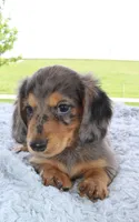 Mini Dachshund Male, a male Miniature Dachshund for sale in Orlando, FL – 3 of 4