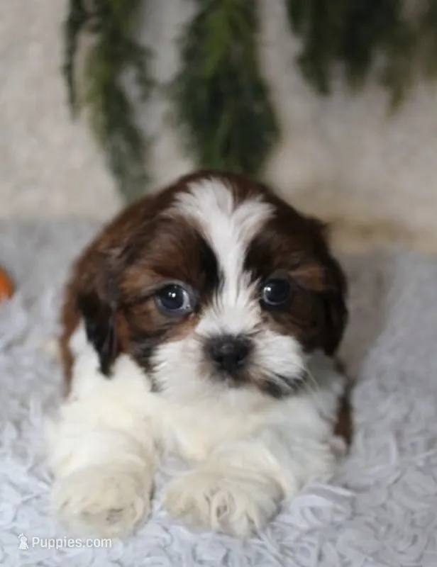Shihtzu Male #1 – Shih Tzu puppy for sale in Orlando, FL