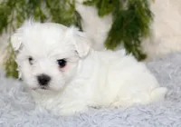 Male Maltese #2, a male Maltese for sale in Orlando, FL – 3 of 5