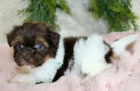 Havapoo female 1, a female Havapoo for sale in Orlando, FL – Photo 2 of 4