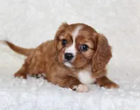 Cavalier Male #2, a male Cavalier King Charles Spaniel for sale in Orlando, FL – 2 of 5
