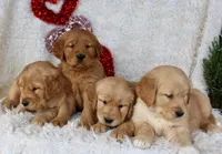 AKC Golden Retriever Female #1, a female Golden Retriever for sale in Orlando, FL – Photo 6 of 9