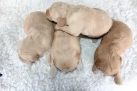 AKC Golden Retriever Female #1, a female Golden Retriever for sale in Orlando, FL – Photo 8 of 9