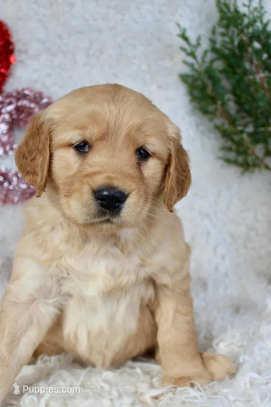 AKC Golden Retriever Female #1