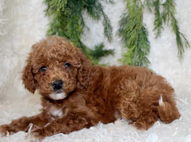 Mini Poodle Male #5 – Poodle - Miniature  puppy for sale in Orlando, FL