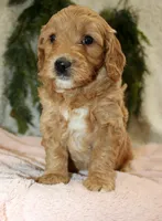 F1B Mini Female #2, a female Miniature Goldendoodle for sale in Orlando, FL – 3 of 5