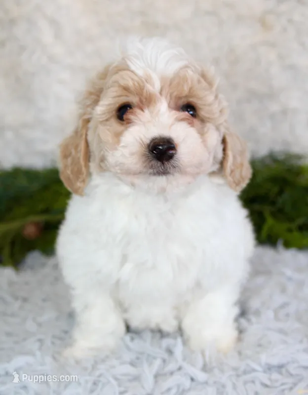 Bichpoo Male #3, a male Poochon for sale in Orlando, FL – Photo 1 of 4