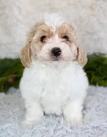 Bichpoo Male #3, a male Poochon for sale in Orlando, FL – Photo 1 of 4