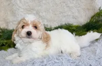 Bichpoo Male #3, a male Poochon for sale in Orlando, FL – Photo 4 of 4