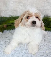 Bichpoo Male #3, a male Poochon for sale in Orlando, FL – Photo 2 of 4