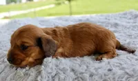 Mini Dachshund Male #1, a male Miniature Dachshund for sale in Orlando, FL – 3 of 7
