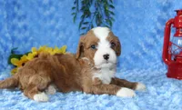 Cavapoo Male #2, a male Cavapoo for sale in Orlando, FL – 5 of 5