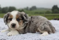 Toy Aussiedoodle Male #3, a male Miniature Aussiedoodle for sale in Orlando, FL – 2 of 5