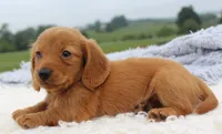 Mini Dachshund Male #2, a male Miniature Dachshund for sale in Orlando, FL – 3 of 5
