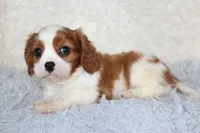 Cavalier Male #1, a male Cavalier King Charles Spaniel for sale in Orlando, FL – 5 of 5
