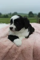 Toy Aussiedoodle Female #1, a female Miniature Aussiedoodle for sale in Orlando, FL – 5 of 5