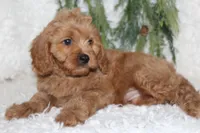 Cavapoo Male #1, a male Cavapoo for sale in Orlando, FL – 4 of 4