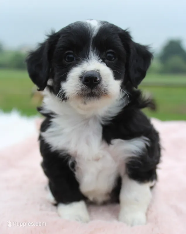 Toy Aussiedoodle Female #1 – Miniature Aussiedoodle puppy for sale in Orlando, FL