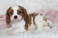 Cavalier Female #3, a female Cavalier King Charles Spaniel for sale in Orlando, FL – 4 of 5