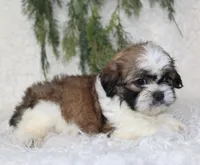 Shihtzu Male #1, a male Shih Tzu for sale in Orlando, FL – 3 of 4
