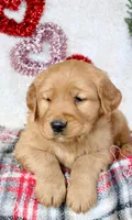 AKC Golden Retriever Male #2, a male Golden Retriever for sale in Orlando, FL – Photo 1 of 10
