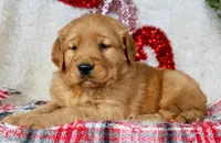 AKC Golden Retriever Male #2, a male Golden Retriever for sale in Orlando, FL – Photo 2 of 10