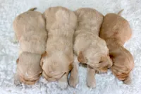 AKC Golden Retriever Male #2, a male Golden Retriever for sale in Orlando, FL – Photo 10 of 10