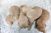 AKC Golden Retriever Male #2, a male Golden Retriever for sale in Orlando, FL – Photo 8 of 10