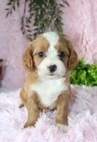 Cavapoo Female #5, a female Cavapoo for sale in Orlando, FL – 3 of 5