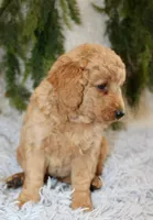 F1B Mini Male #3, a male Miniature Goldendoodle for sale in Orlando, FL – 4 of 4
