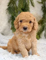 F1B Mini Male #2, a male Miniature Goldendoodle for sale in Orlando, FL – 2 of 5