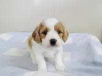 Cavapoo Male , a male Cavapoo for sale in Orlando, FL – Photo 2 of 5