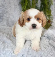Cavapoo Male , a male Cavapoo for sale in Orlando, FL – Photo 4 of 5