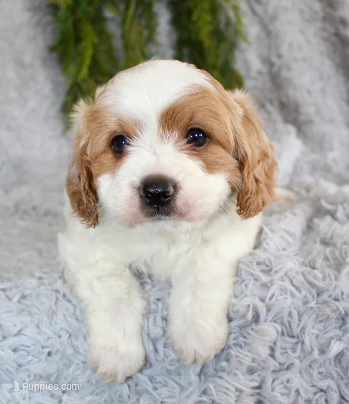 Cavapoo Male 