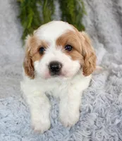 Cavapoo Male , a male Cavapoo for sale in Orlando, FL – Photo 1 of 5