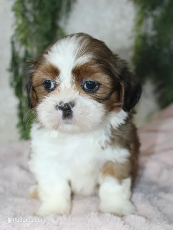 Shihtzu Female #4 – Shih Tzu puppy for sale in Orlando, FL