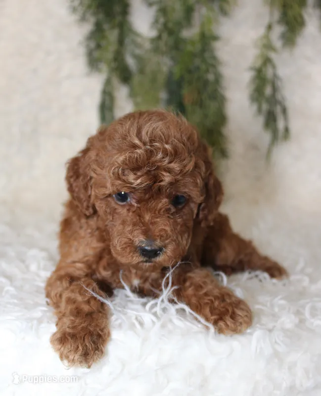 Mini Poodle Male #1 – Poodle - Miniature  puppy for sale in Orlando, FL