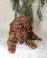 Mini Poodle Male #1, a male Poodle - Miniature  for sale in Orlando, FL – 1 of 3