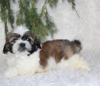 Shihtzu Male #1, a male Shih Tzu for sale in Orlando, FL – 1 of 4