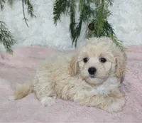 Bichpoo Female #1, a female Bichpoo for sale in Orlando, FL – 2 of 3