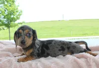 Mini Dachshund Female, a female Miniature Dachshund for sale in Orlando, FL – 3 of 3