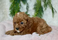 Cavapoo Female #2, a female Cavapoo for sale in Orlando, FL – 3 of 4