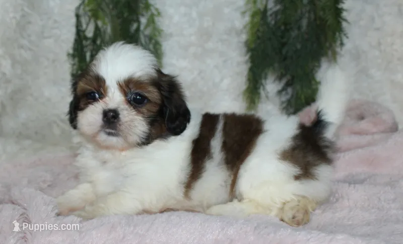Shihtzu Female #2 – Shih Tzu puppy for sale in Orlando, FL